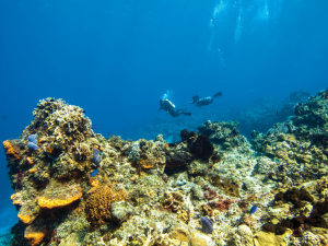 Prada and UNESCO Launch Ocean Fund