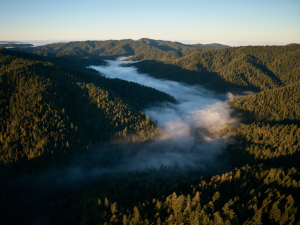 Apple Invests to Protect California Redwoods